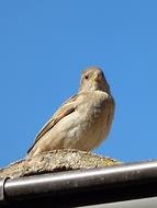 Sparrow Bird at blue sky