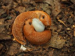 orange Snail Family