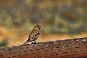 sparrow on a log on a blurred background