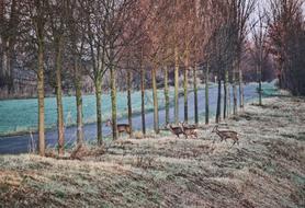 Deer Wildwechsel Road
