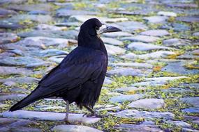 Raven Black Bird stone
