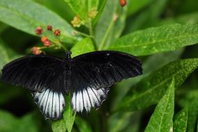 black big butterfly in the garden