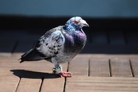 Colorful, beautiful and cute pigeon bird, on the wooden surface, in light