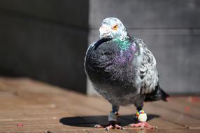 Cute, colorful and beautiful pigeon bird, on the patterned, wooden surface, in light
