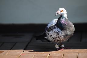 Pigeon Bird on street