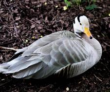 Cute and beautiful Bar-headed goose, among the colorful plants
