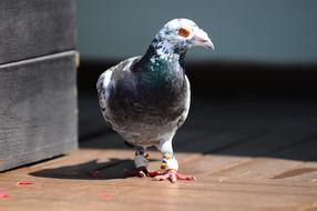 Pigeon Bird grey on a blurred background