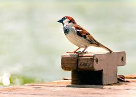 Bird Albufera on a blurred background