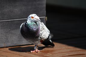 a pigeon stands on an open terrace