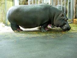 hippopotamus at the zoo