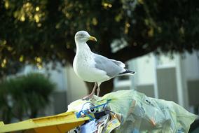 Beautiful and cute, white, grey and black gull on the trash