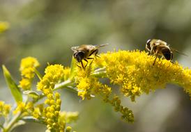 Bees Insect yellow flowers