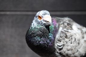 cute Pigeon city Bird