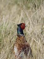 Beautiful and colorful pheasant bird among the yellow grass