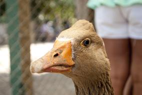 Duck Bird face