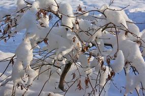 snow trees branches