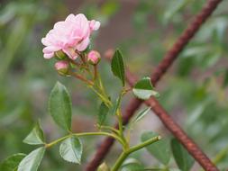 Beautiful pink rose flowers with green leaves near the rusty fence