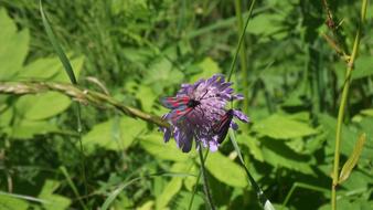 Bugs Flower Summer