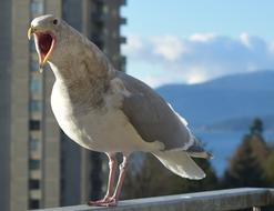 talking seagull close up