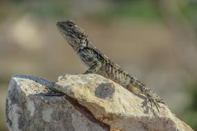 Lizard Reptile stone