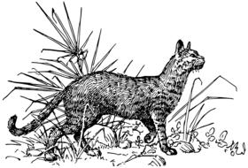 wild cat in the grass as an illustration