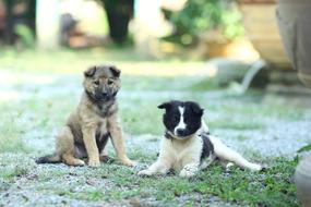 charmingly cute Dogs Animal