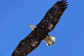 Beautiful and colorful, flying eagle bird with the yellow beak, under the beautiful, blue sky