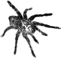 creepy insect spider drawing