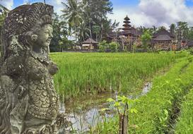 Paddy Temple Bali