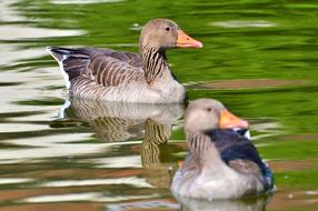 Wild Goose Birds