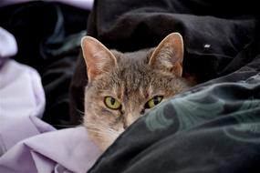Cat Bed look