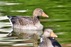 Goose Bird Water