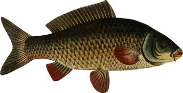 carp fish model