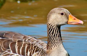 Wild Goose on Water, head close up