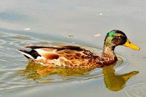 Waterfowl Mallard