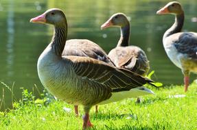 Wild Goose Greylag near lake