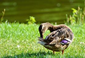 Duck Waterfowl green grass