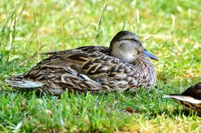 Ducks Waterfowl green grass