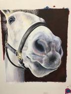 horse animal pet farm