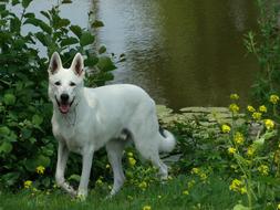 Dog Park White
