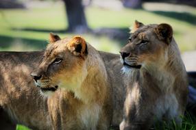 safari lions watching