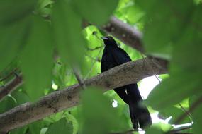 Bird Koel Cuckoo black