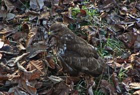 Bird Of Prey and dry Leaves