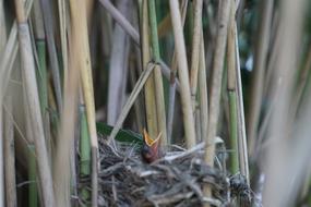 Young Bird'S