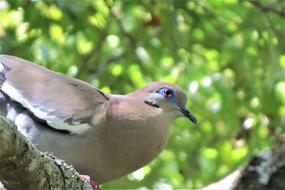 Beautiful, colorful and cute dove bird, among the green plants, in light