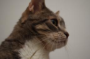 photo profile of a domestic cat