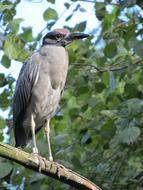 Black Crowned Night Heron, Wildlife