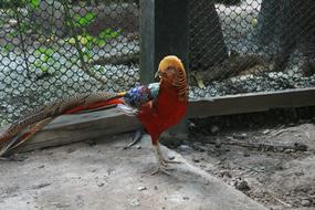 colorful chicken in a cage