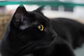 Profile portrait of the cute and beautiful, black cat, with shiny, yellow and black eyes