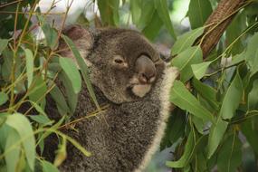 koala in the trees